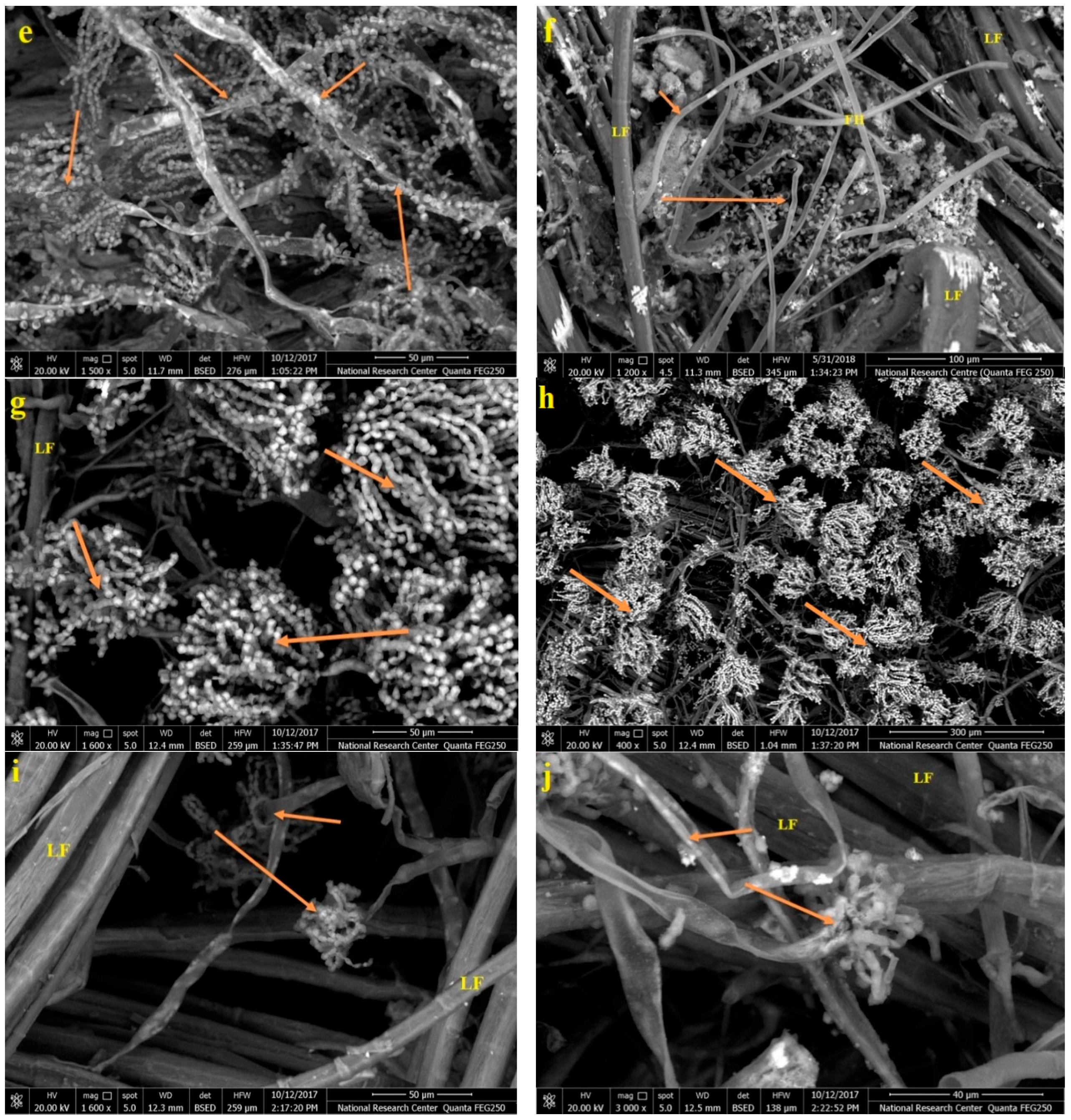 Processes 08 00079 g005b Processes 08 00079 g005b