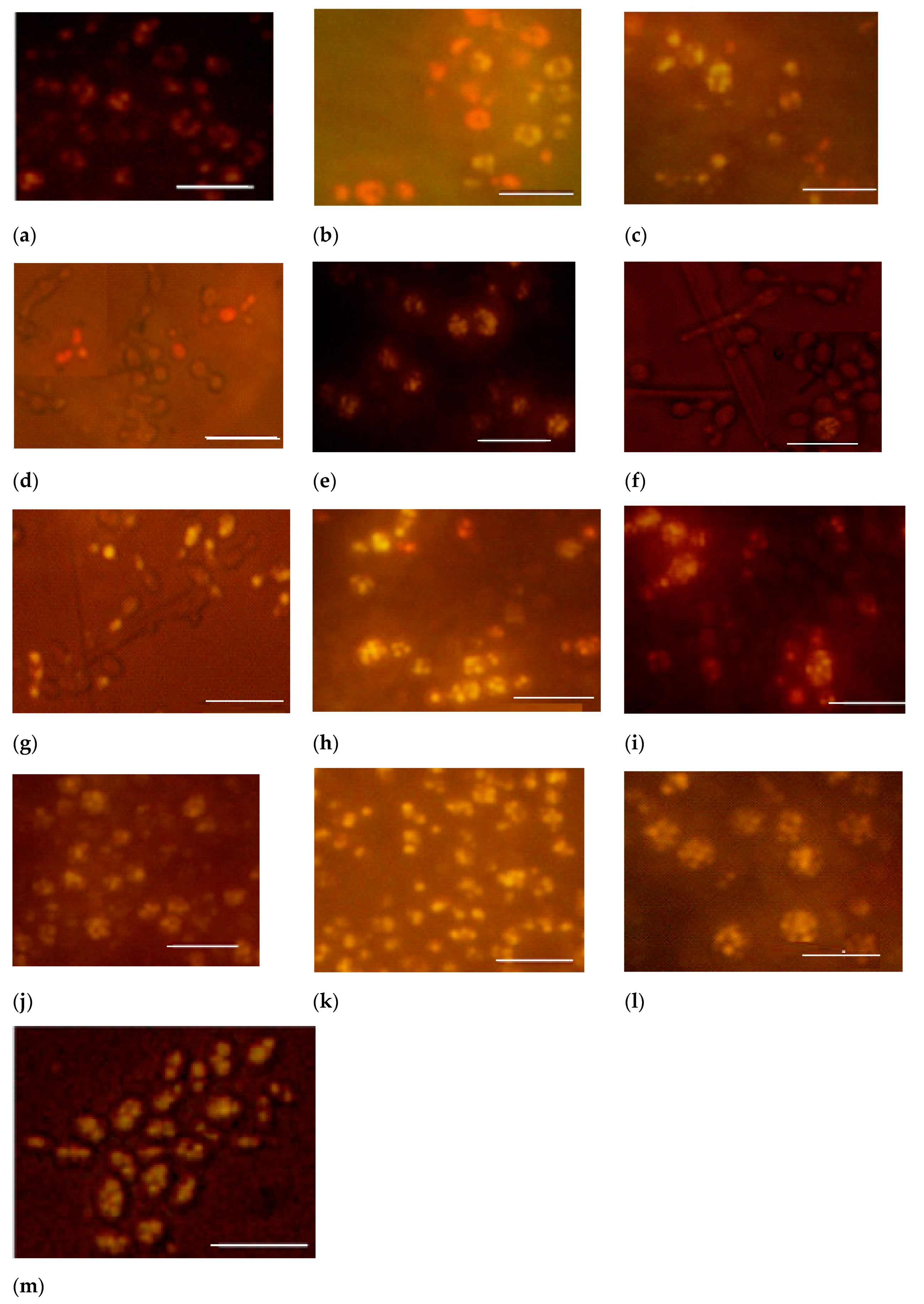 Processes 08 00140 g007
