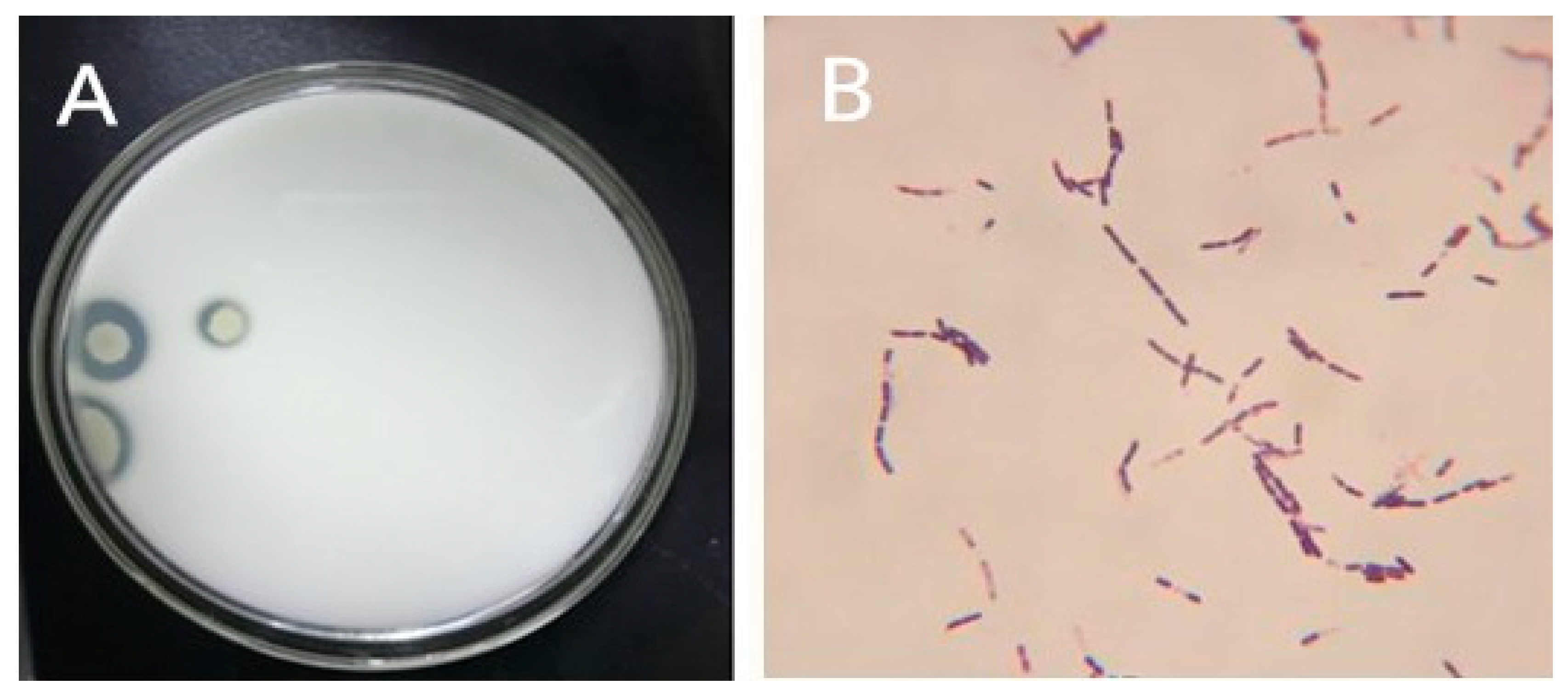 Processes 08 00259 g001