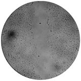 Processes 08 00277 i001 Processes 08 00277 i001