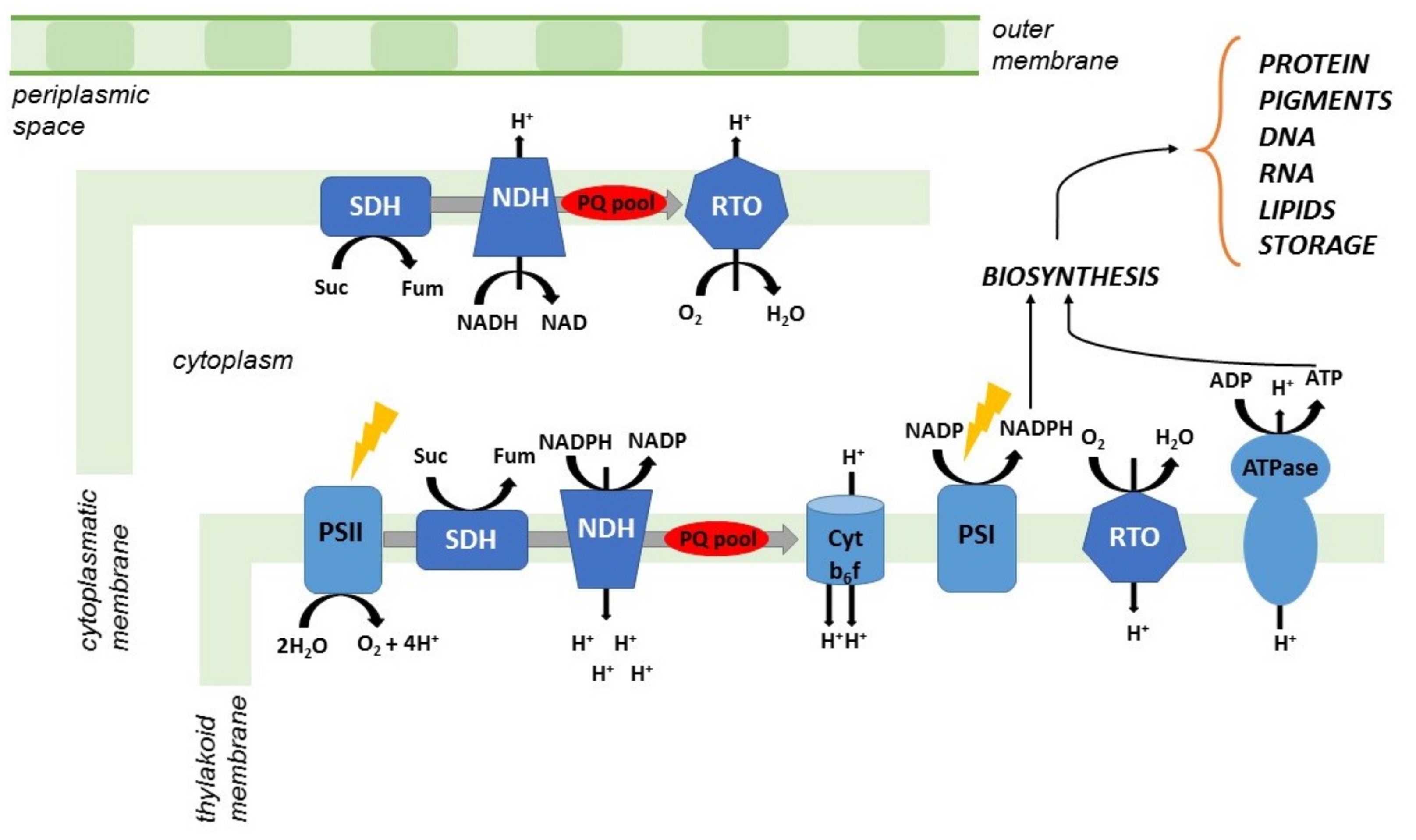 Processes 08 00323 g003