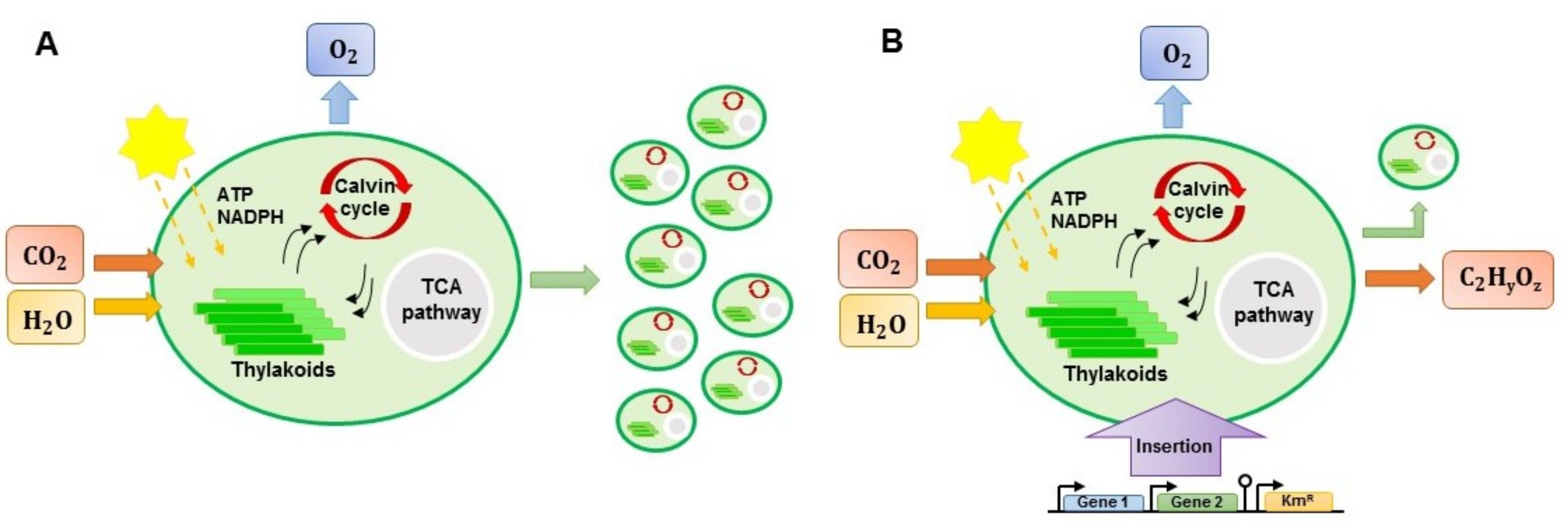 Processes 08 00323 g004