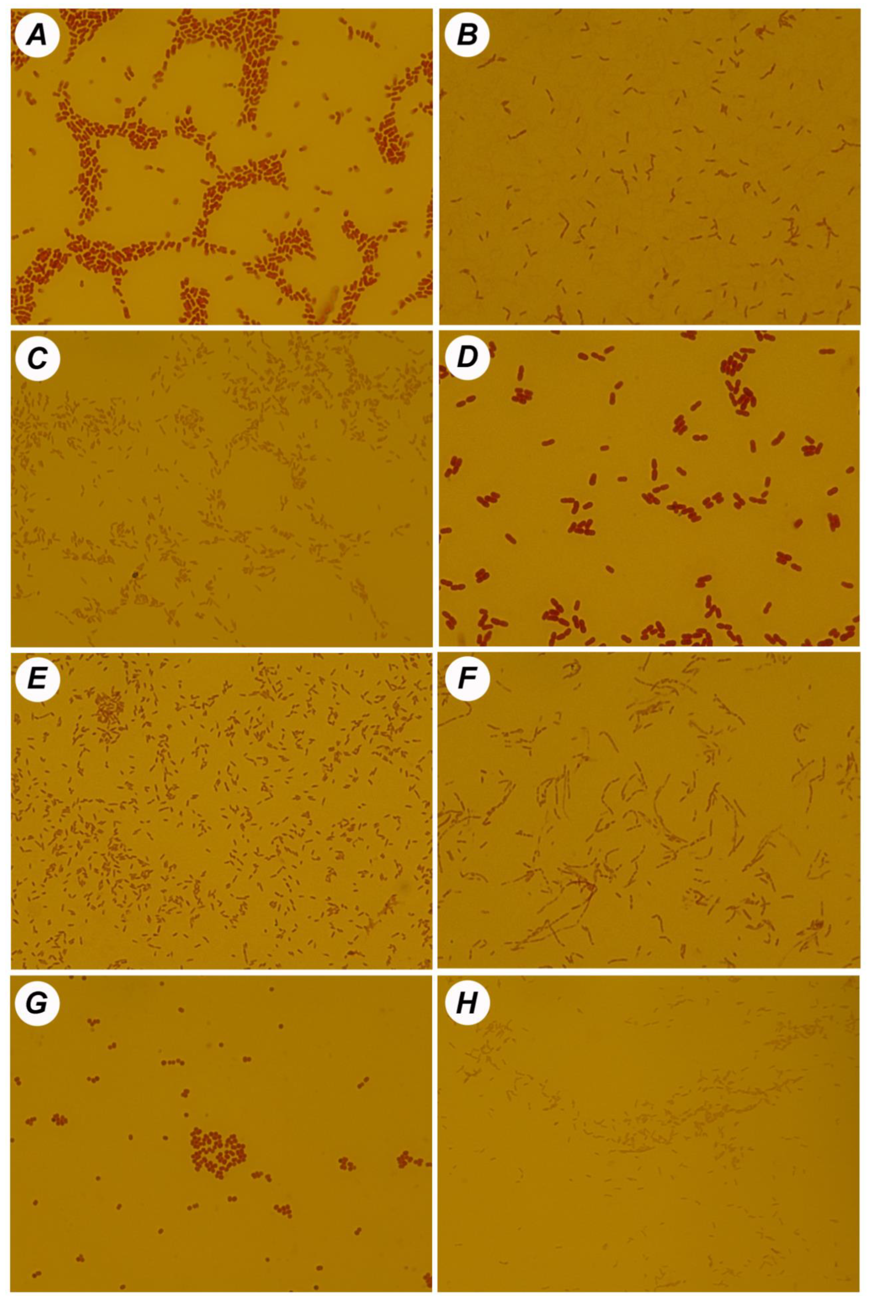 Processes 08 00598 g007