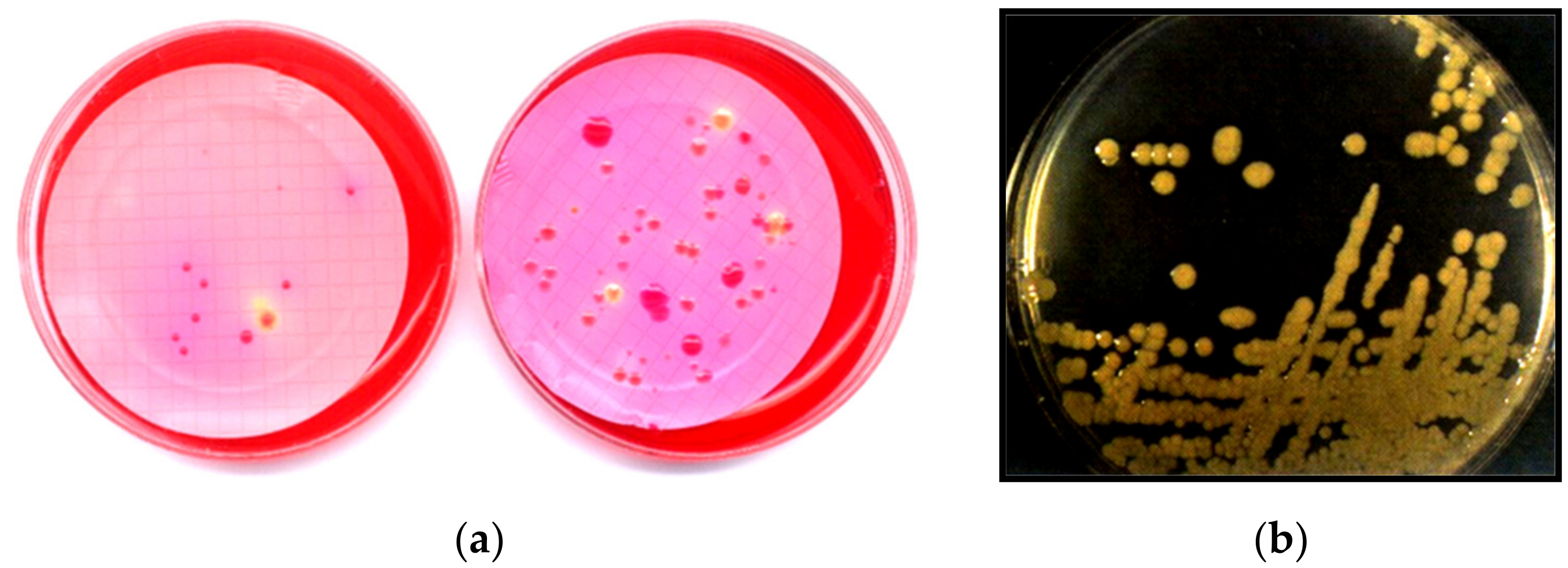 Processes 08 00739 g004