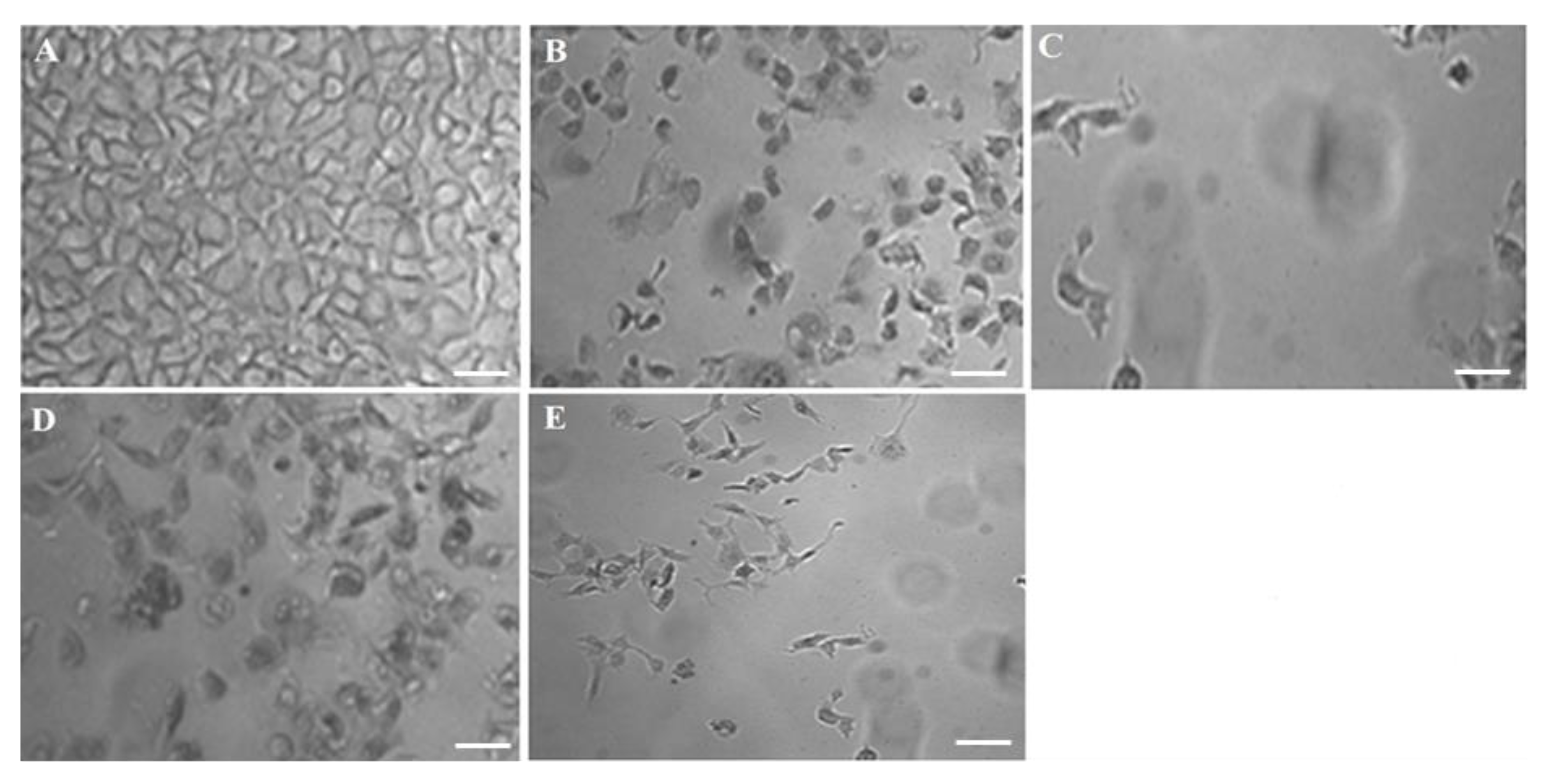 Processes 08 01579 g006