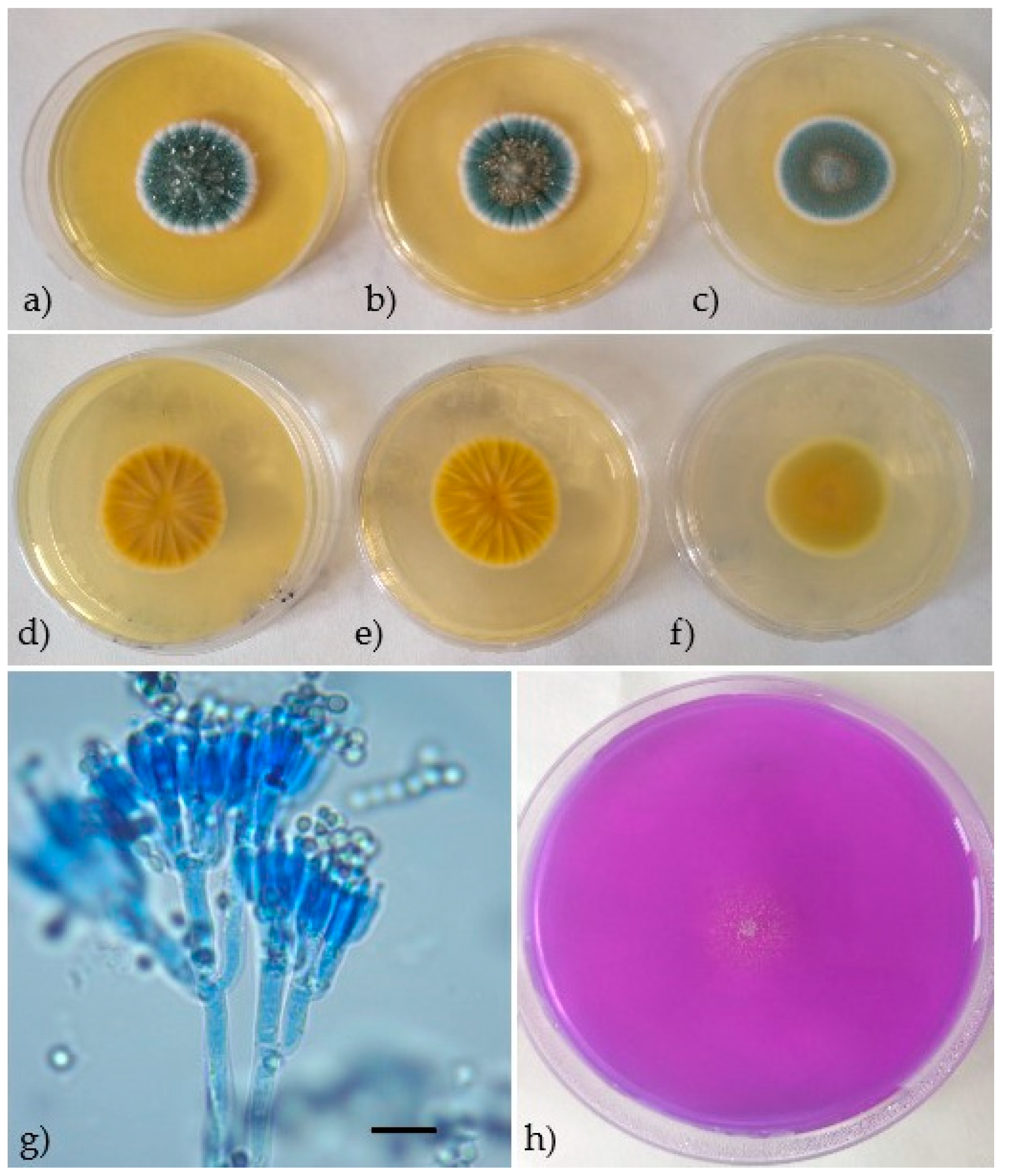 Processes 09 00053 g001