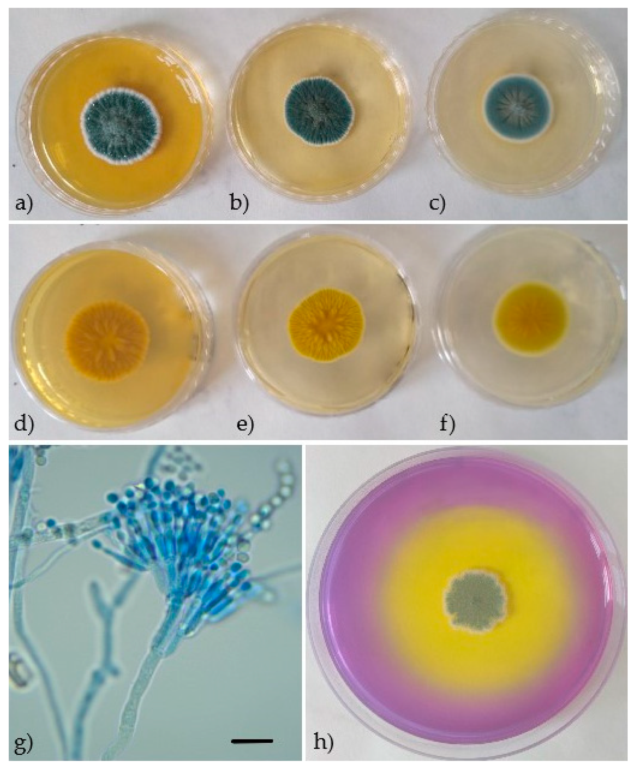 Processes 09 00053 g002