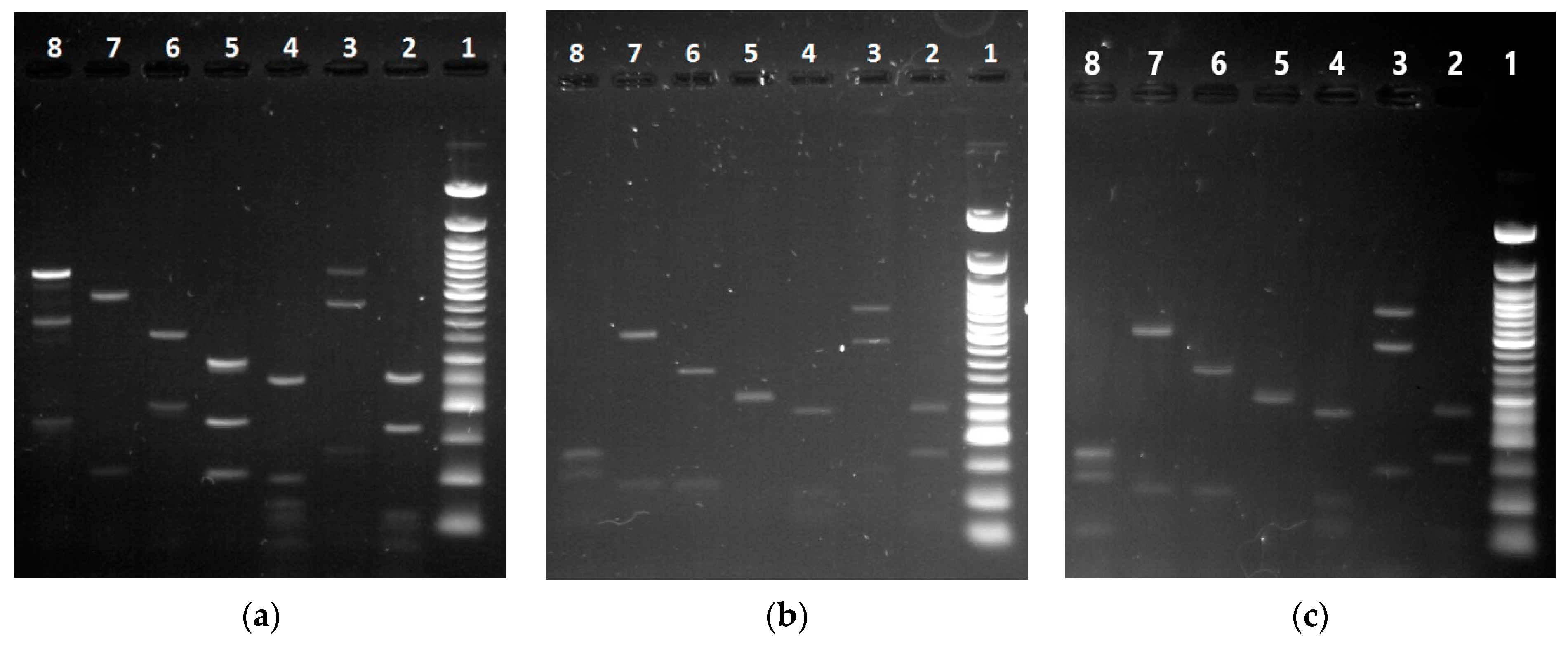 Processes 09 00053 g004