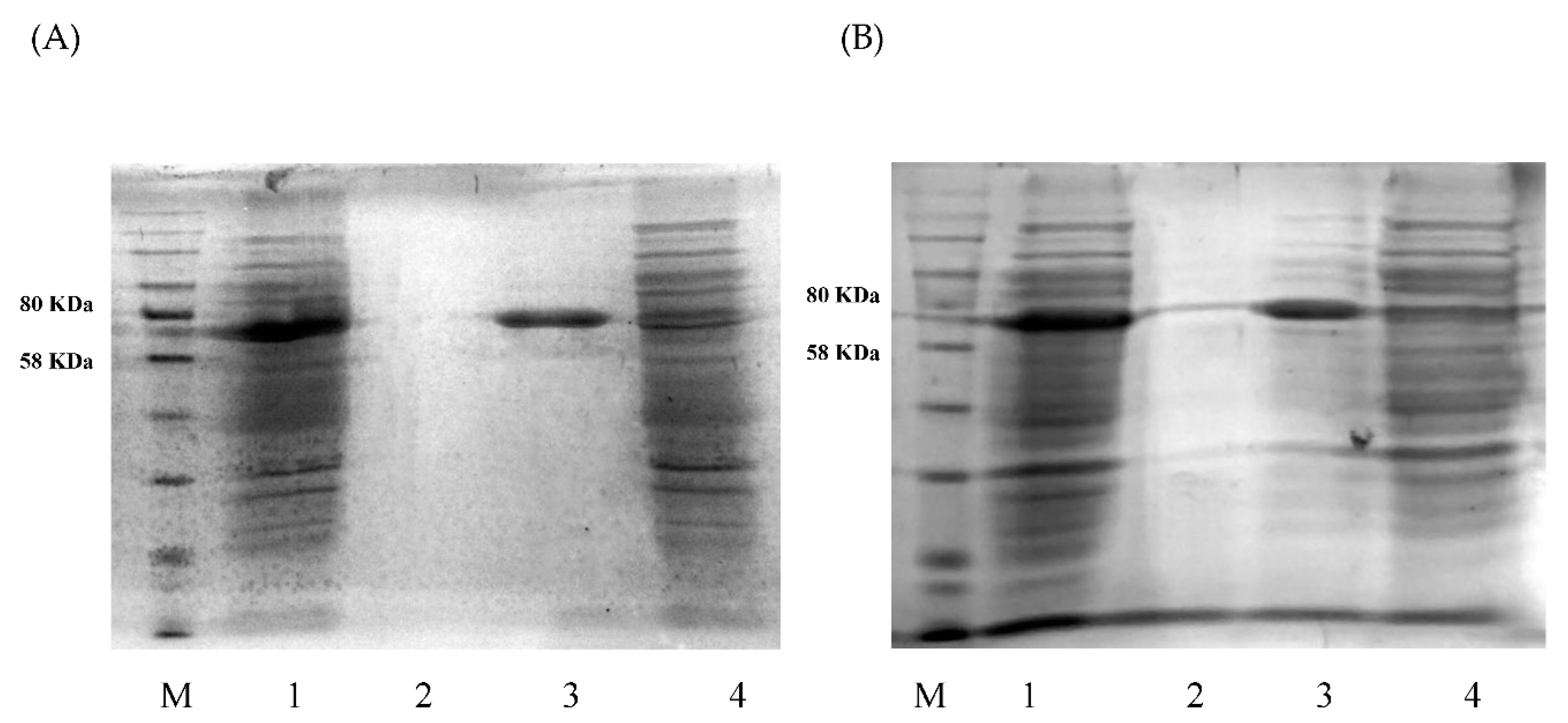 Processes 09 00095 g002