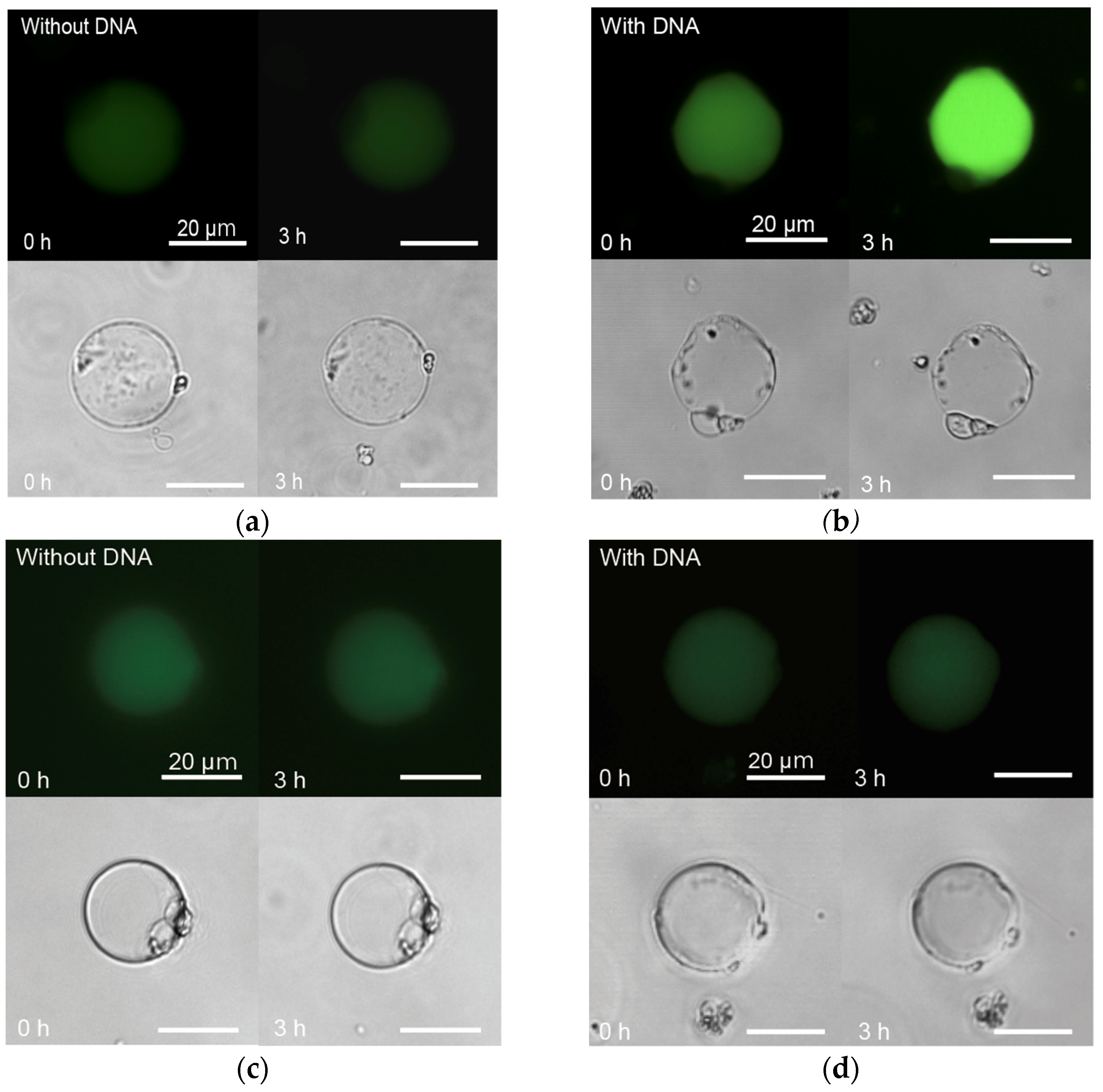 Processes 09 00212 g005