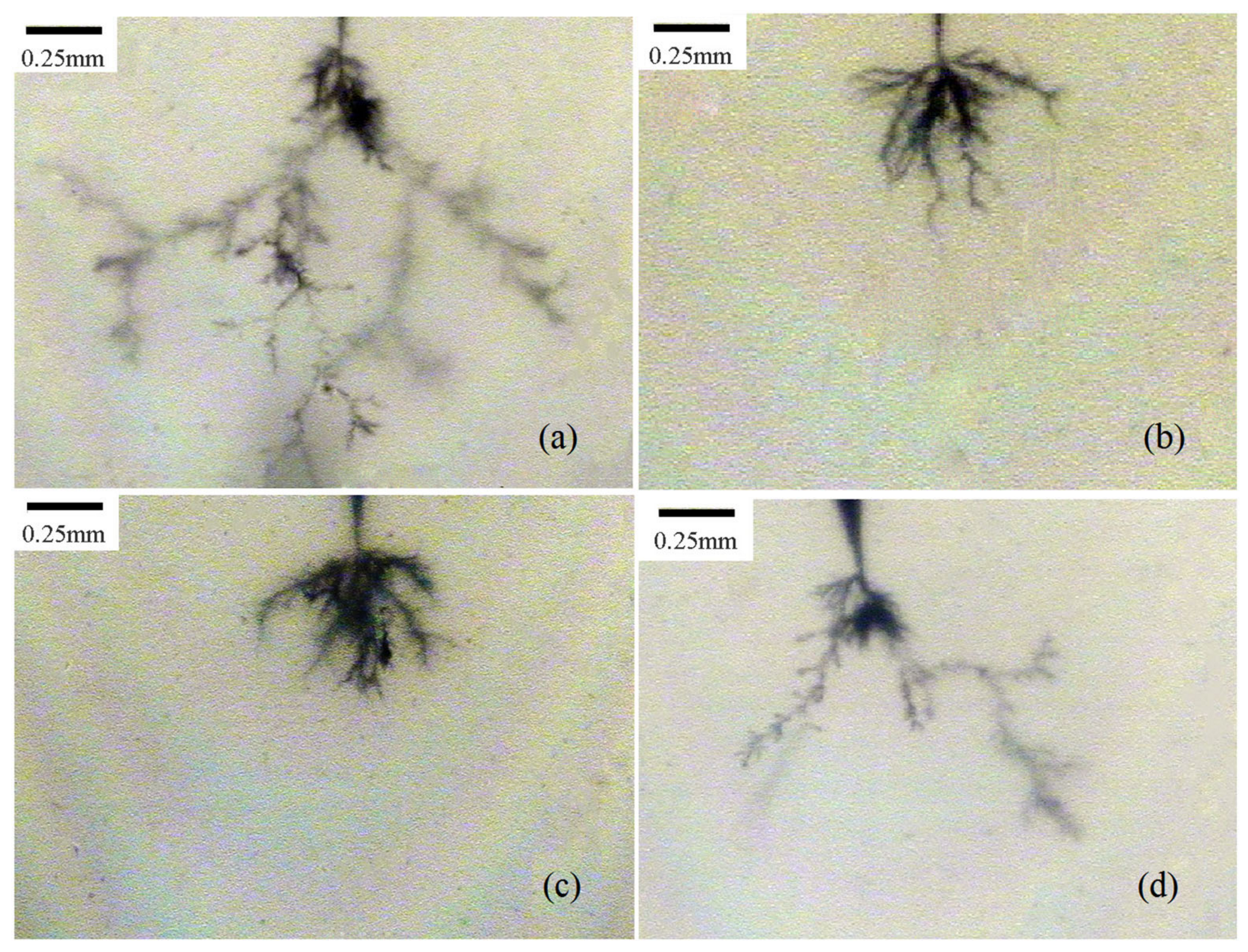 Processes 09 00313 g006