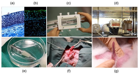 Processes 09 00513 g005