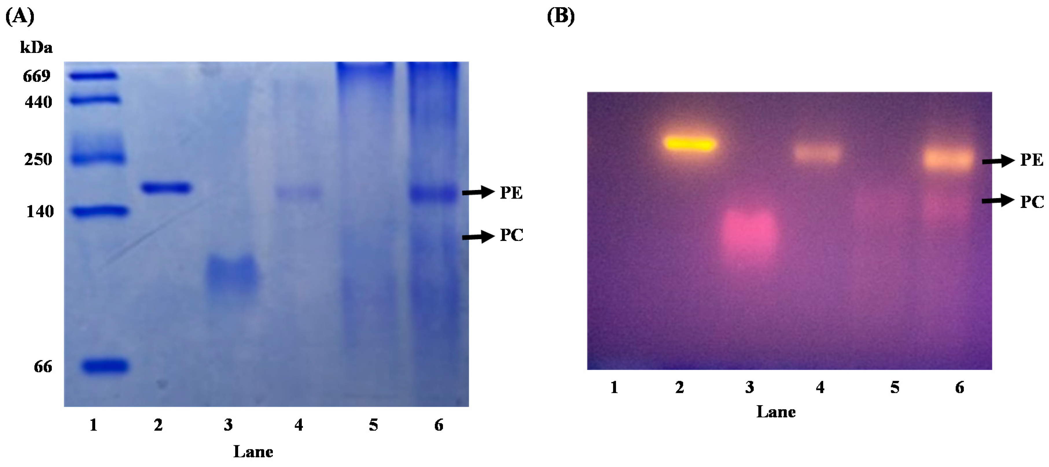Processes 09 00560 g005 Processes 09 00560 g005