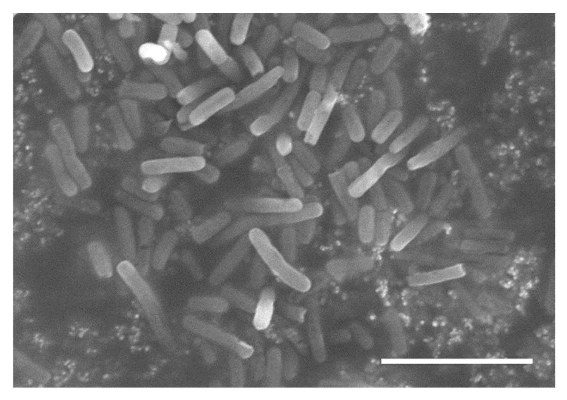 Processes 09 00658 g002 Processes 09 00658 g002