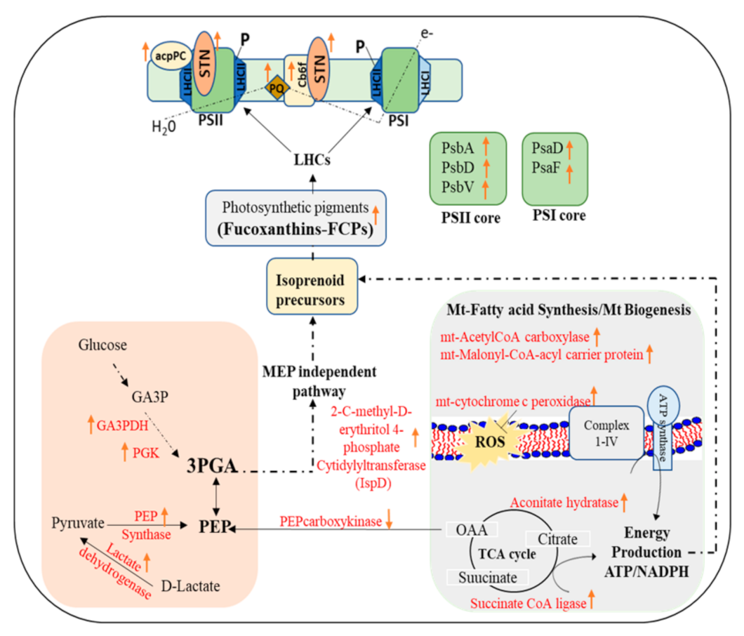 Processes 09 00983 g005