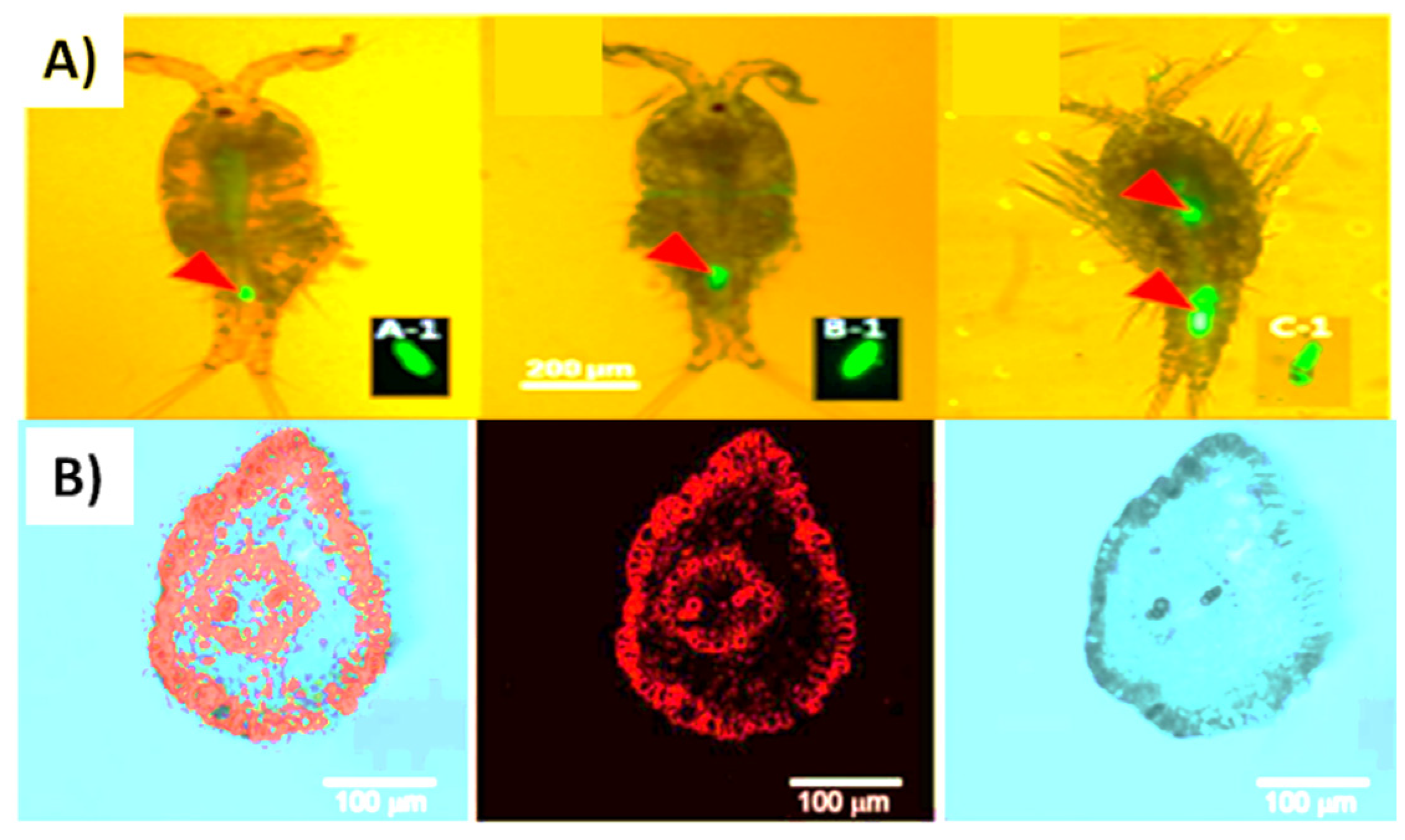 Processes 09 02086 g006 Processes 09 02086 g006