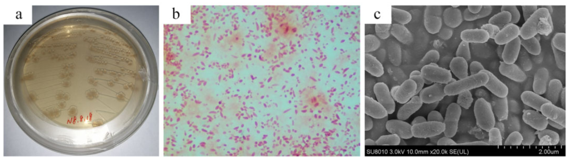 Processes 10 00307 g001