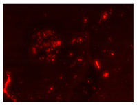 Processes 10 00602 i001