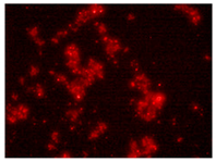 Processes 10 00602 i004