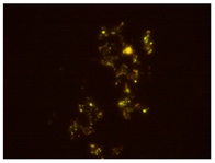Processes 10 00602 i005