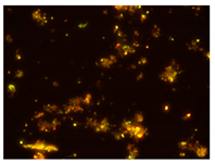 Processes 10 00602 i008