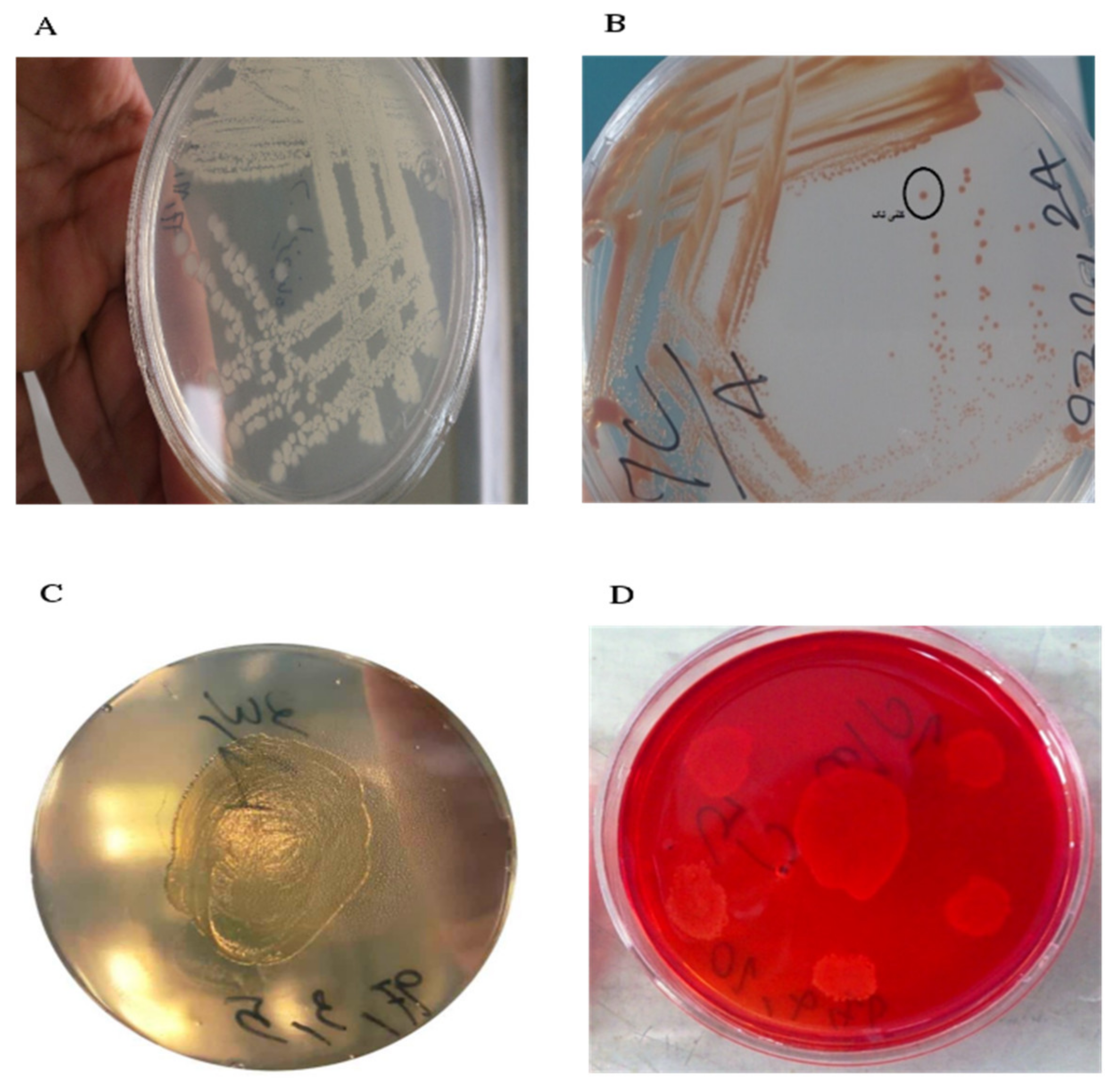 Processes 10 01834 g002