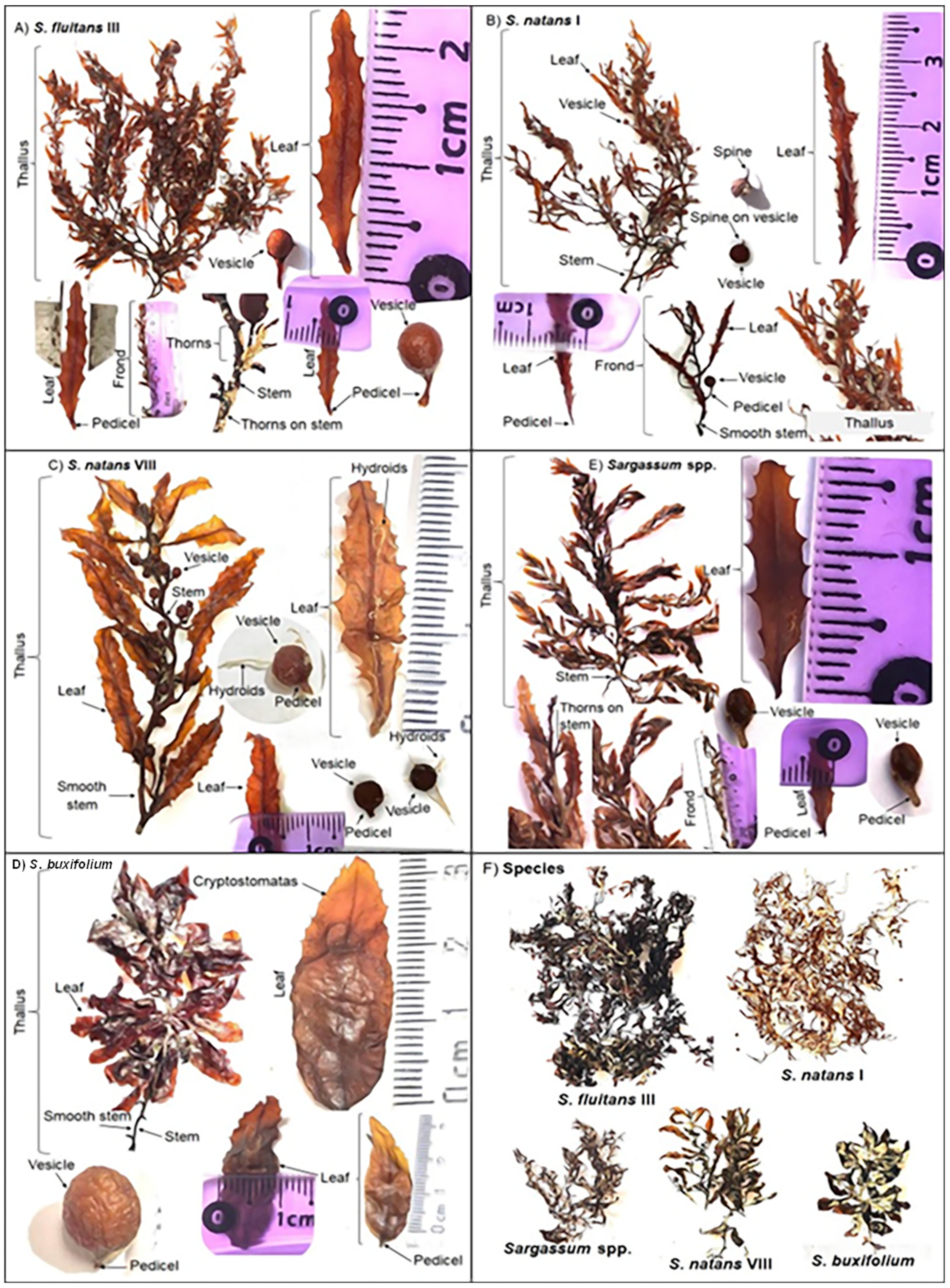 Processes 11 00685 g001