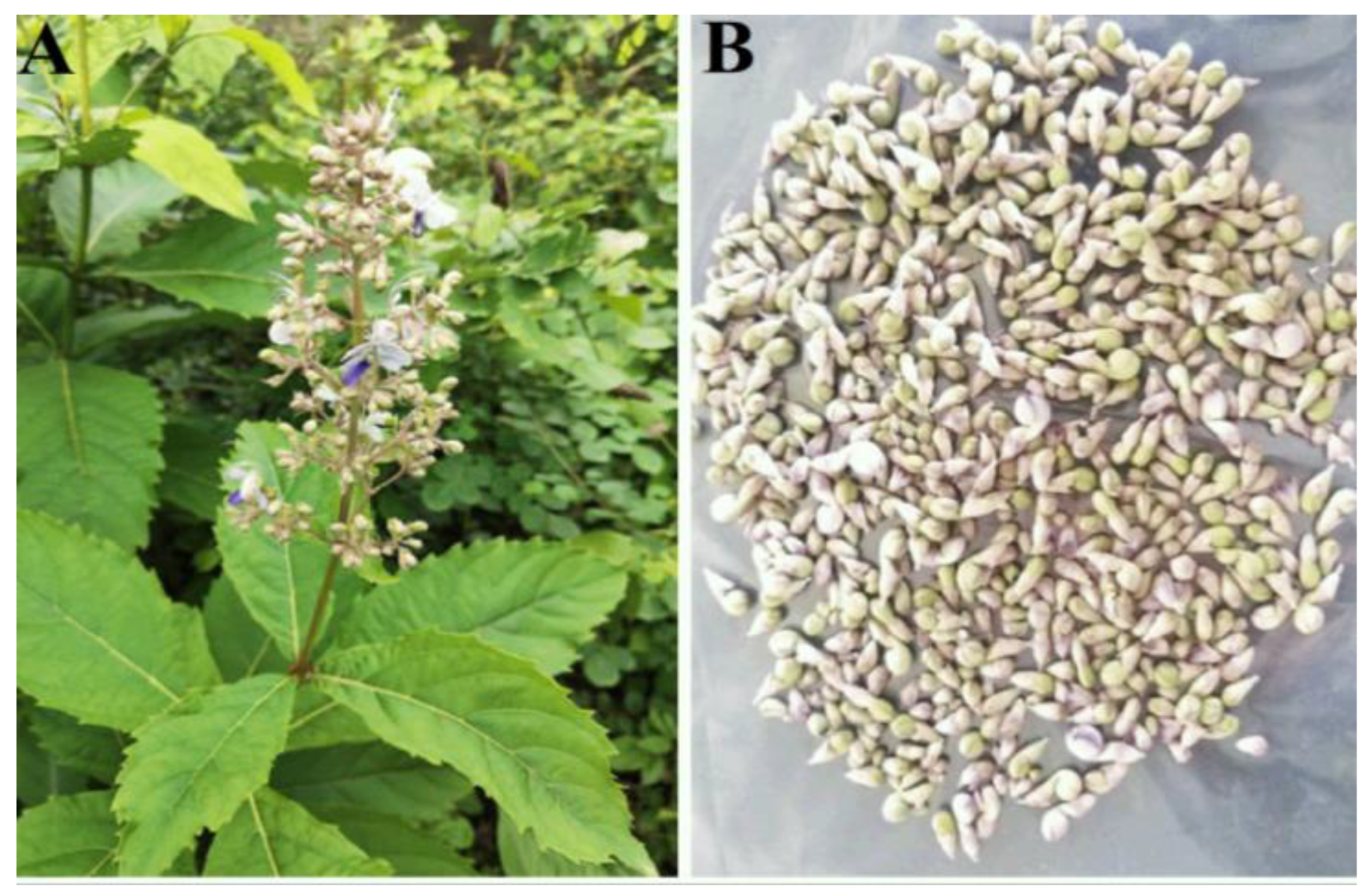 Processes 11 00893 g001
