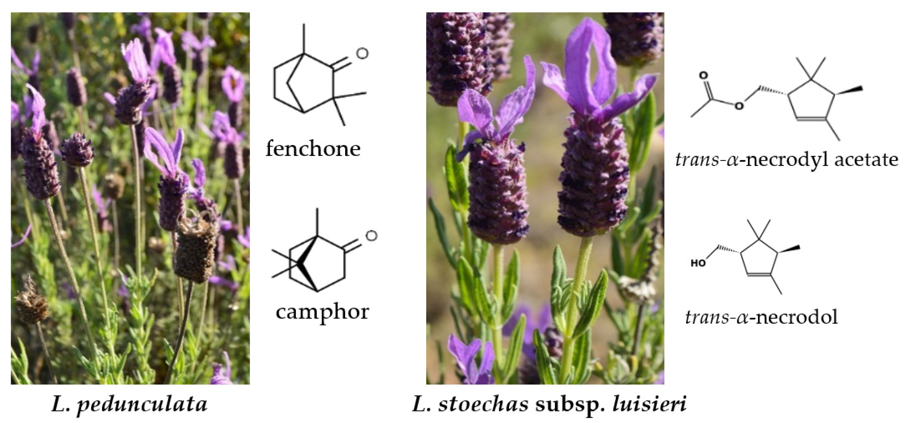 Processes 11 01165 g001