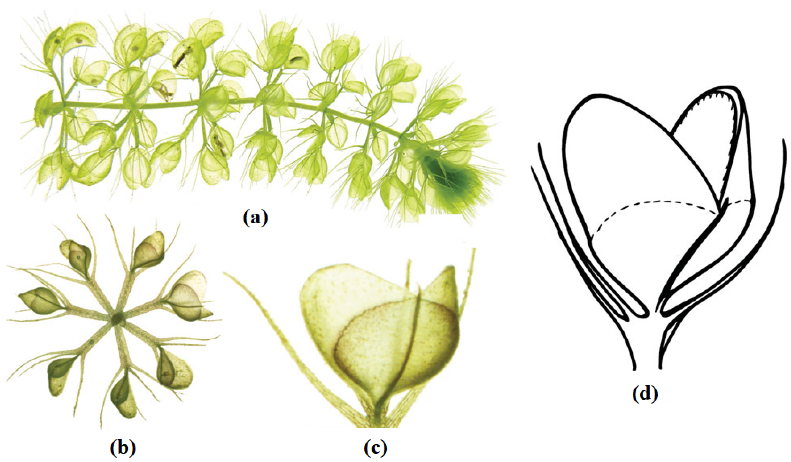 Processes 11 01502 g001 Processes 11 01502 g001