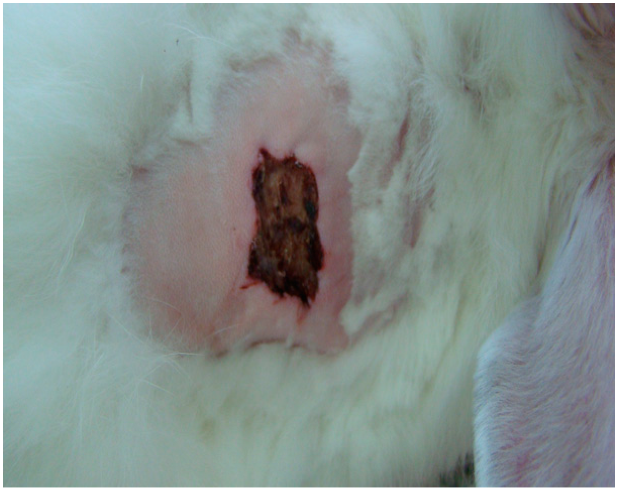 Processes 11 01692 i009