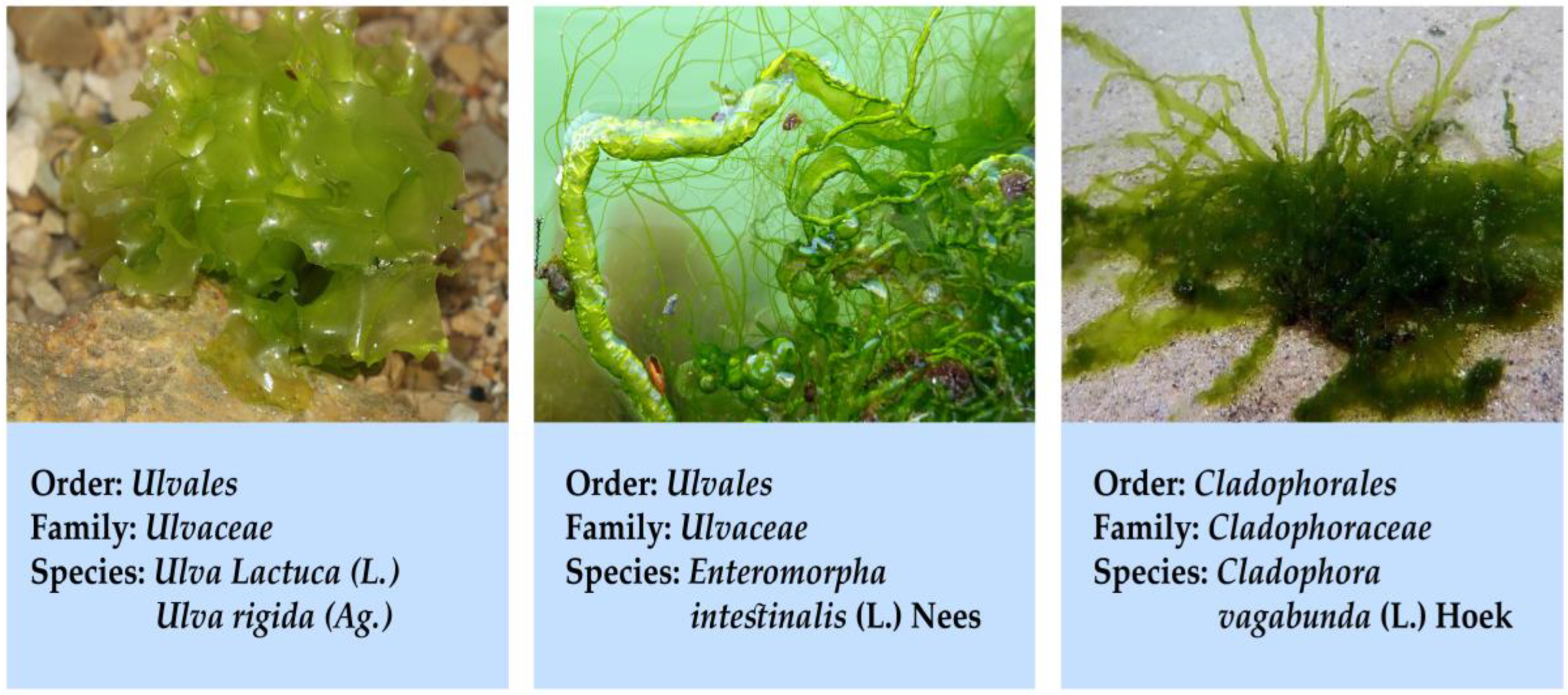 Processes 11 01750 g001