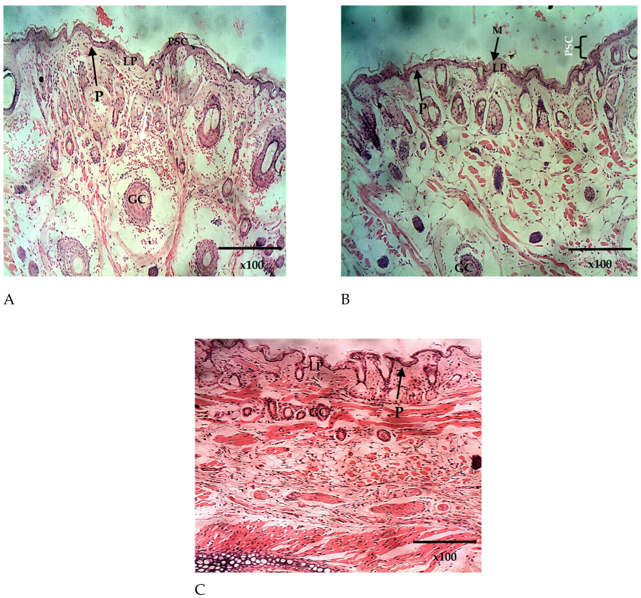 Processes 11 01811 g011