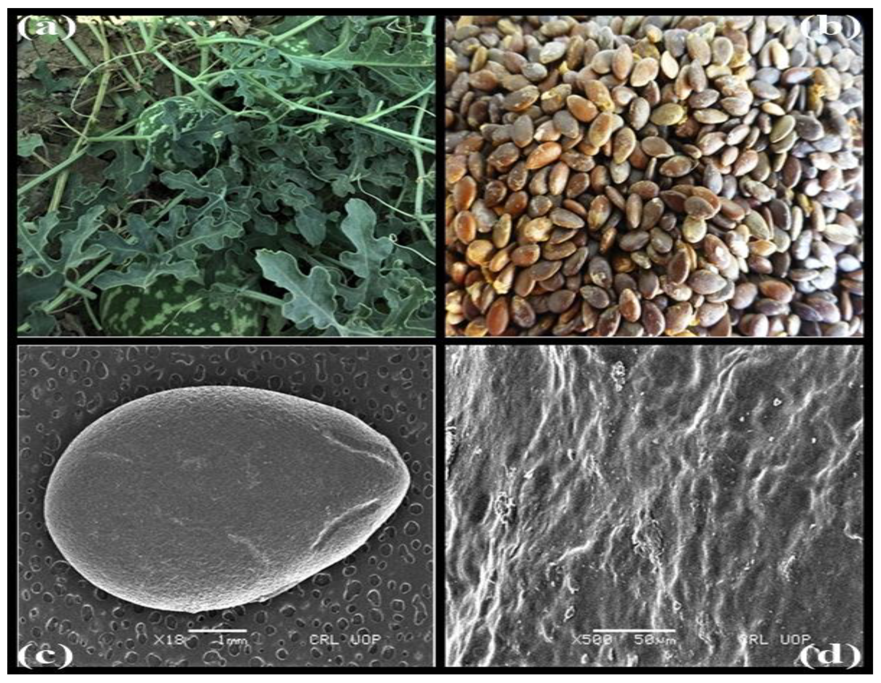 Processes 11 01857 g001