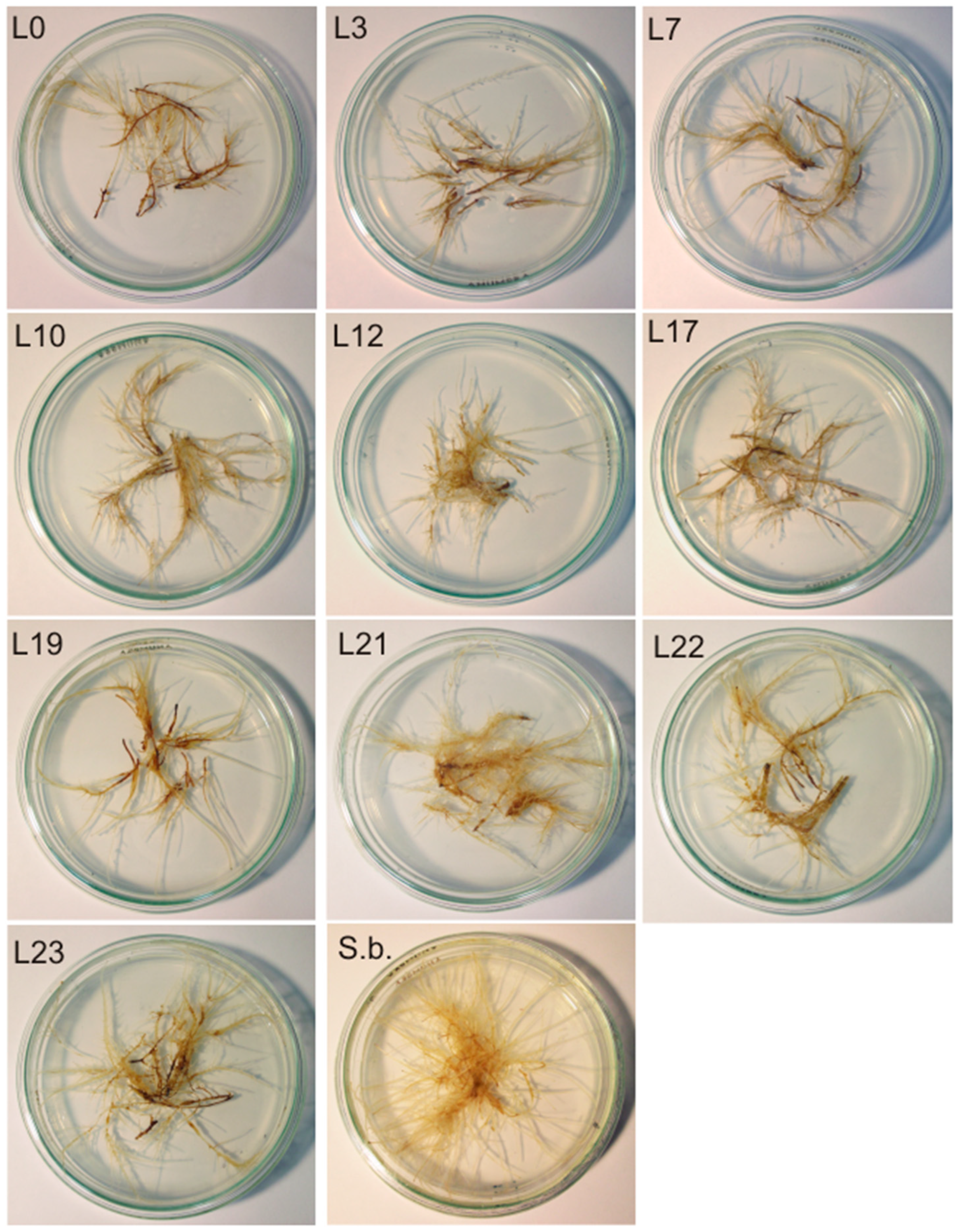 Processes 11 02102 g001 Processes 11 02102 g001