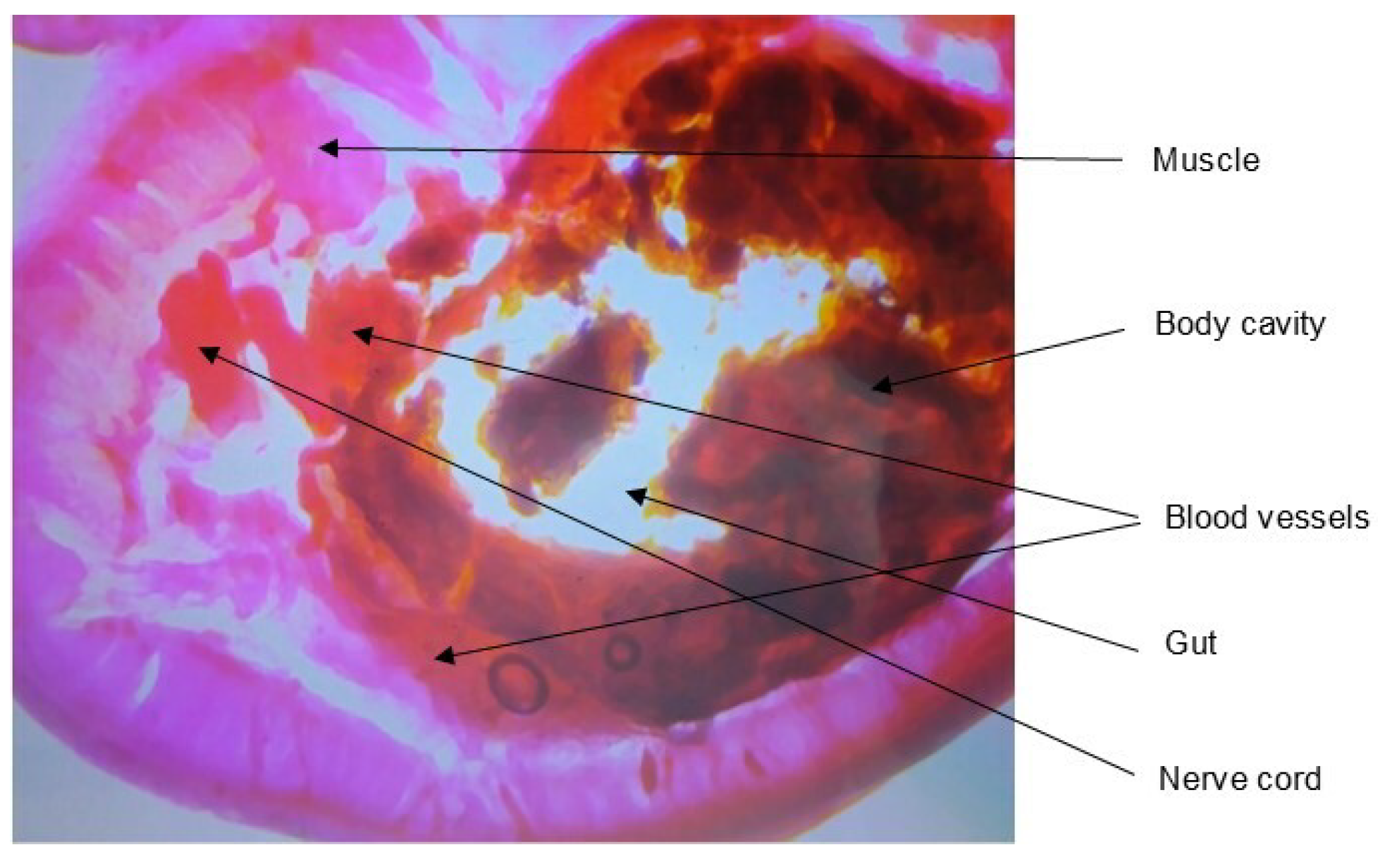 Processes 11 03020 g005