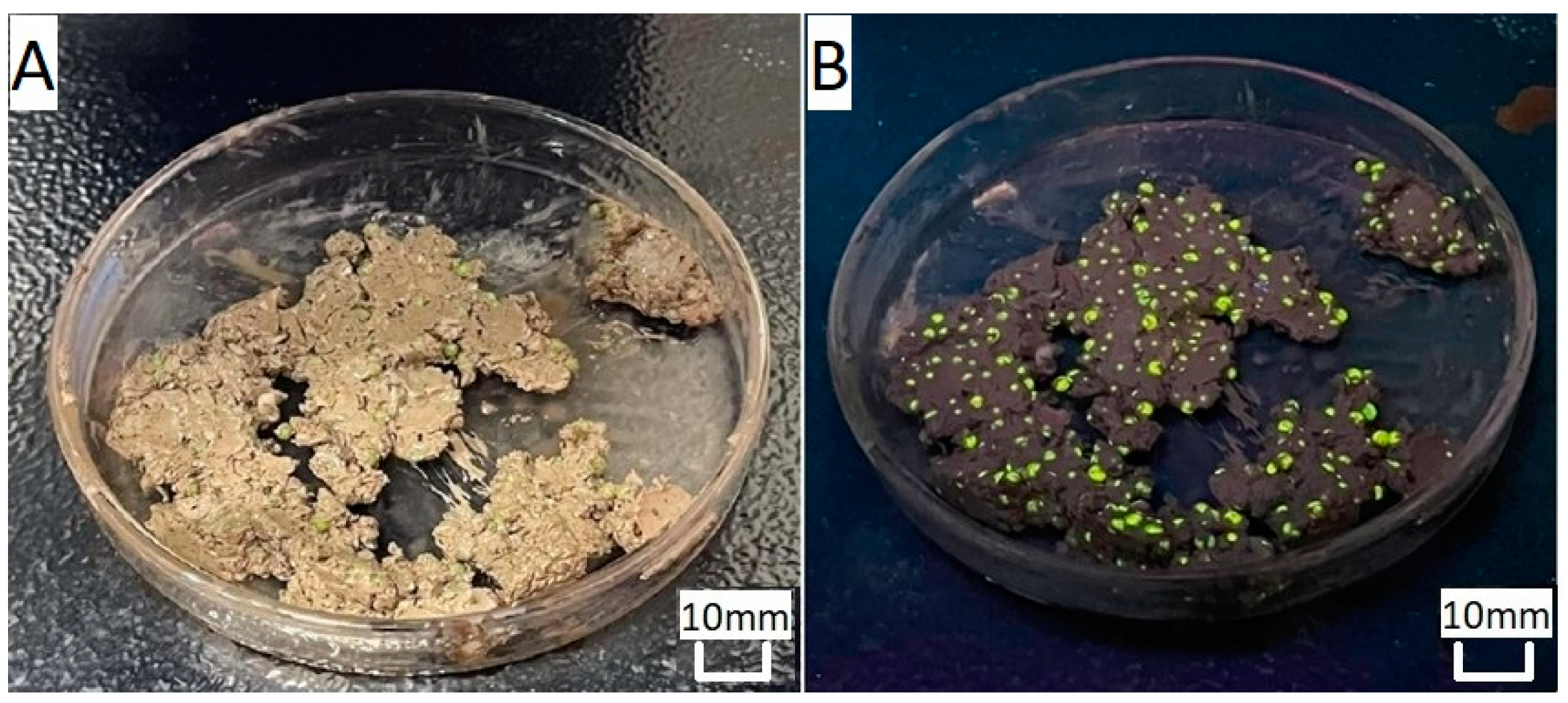 Processes 11 03197 g006