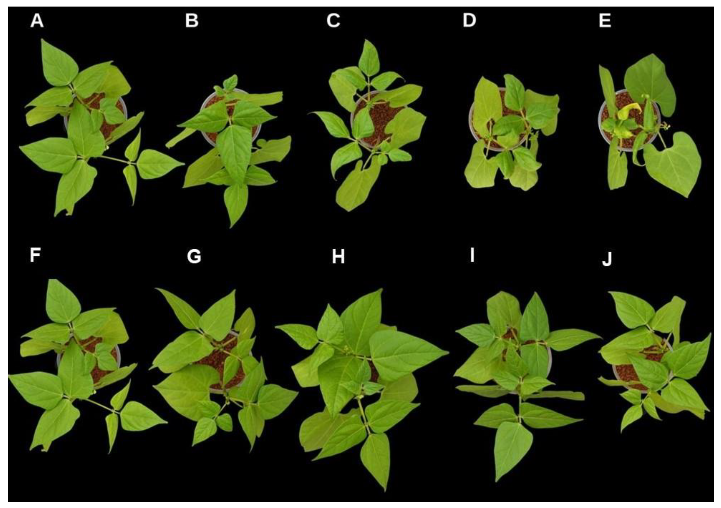 Processes 11 03244 g011