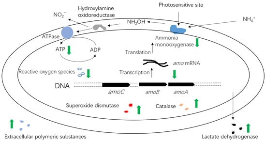 Processes 11 03453 g001
