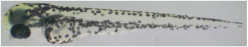 Processes 12 00830 i001