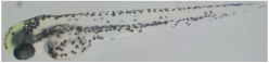 Processes 12 00830 i002