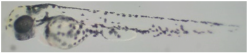 Processes 12 00830 i003