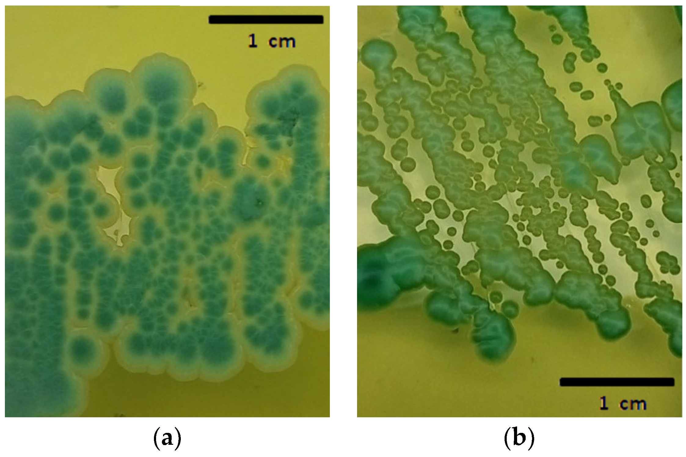 Processes 12 01446 g001 Processes 12 01446 g001