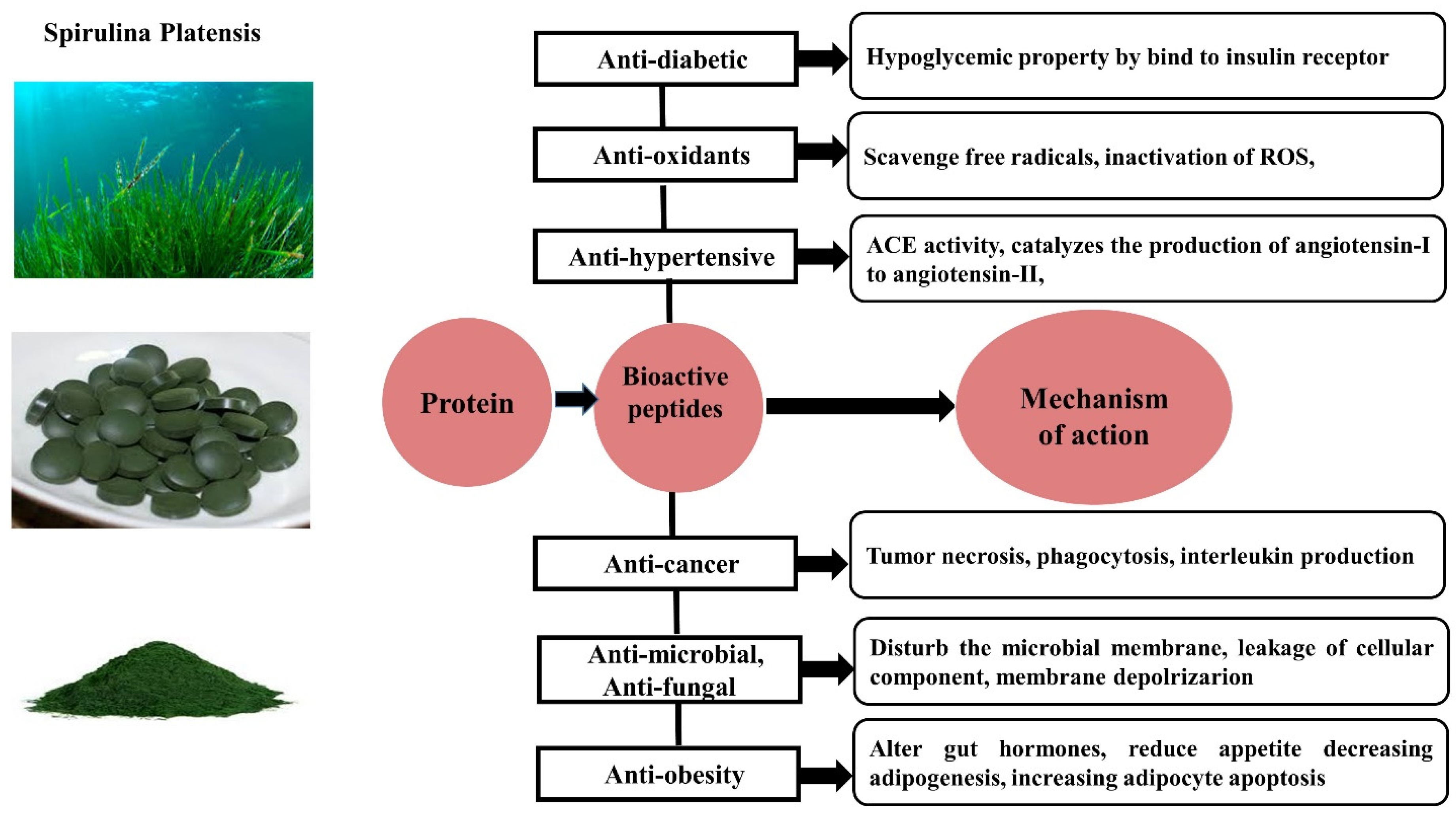 Processes 12 02608 g003
