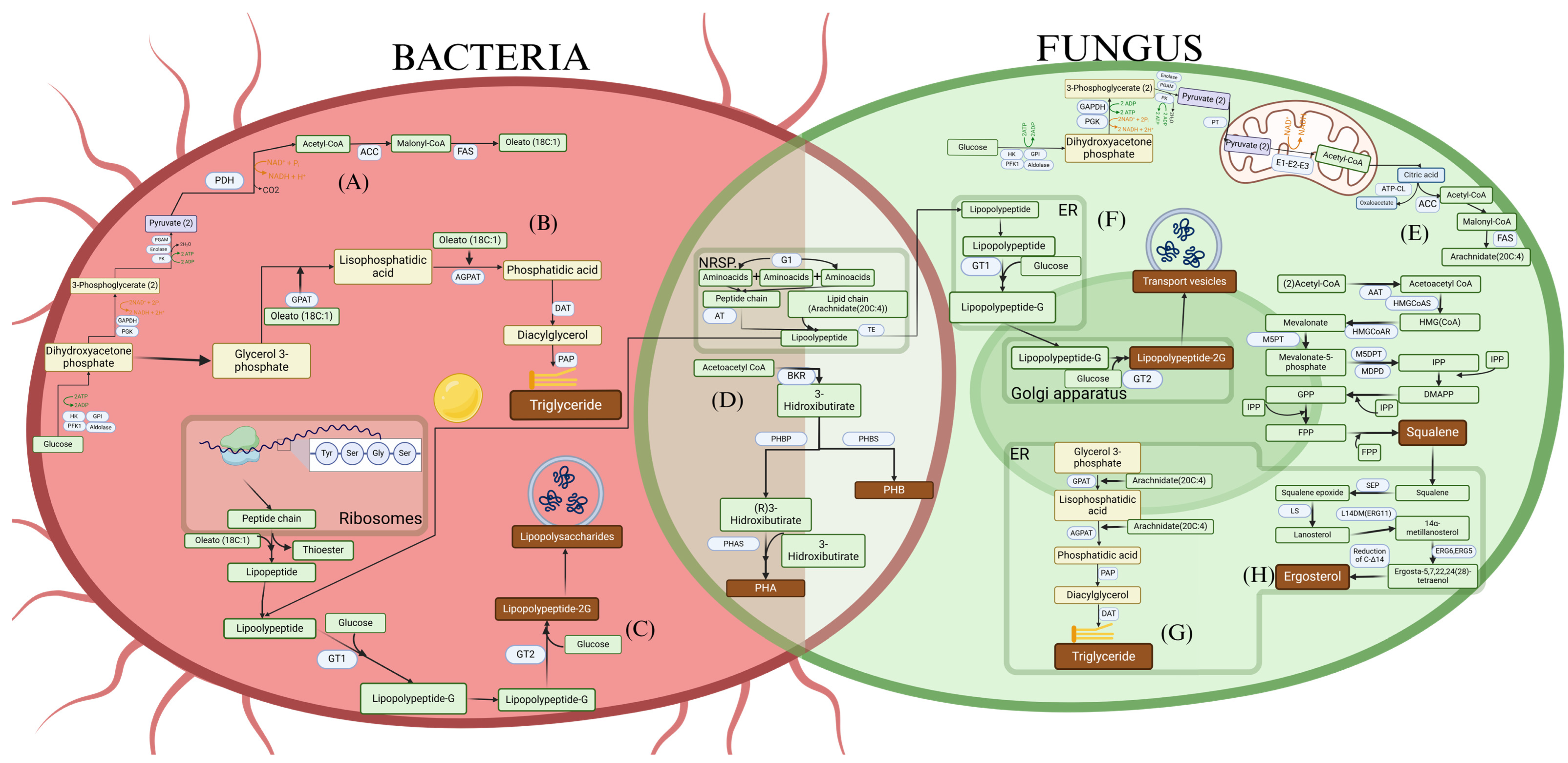 Processes 12 02903 g001 Processes 12 02903 g001
