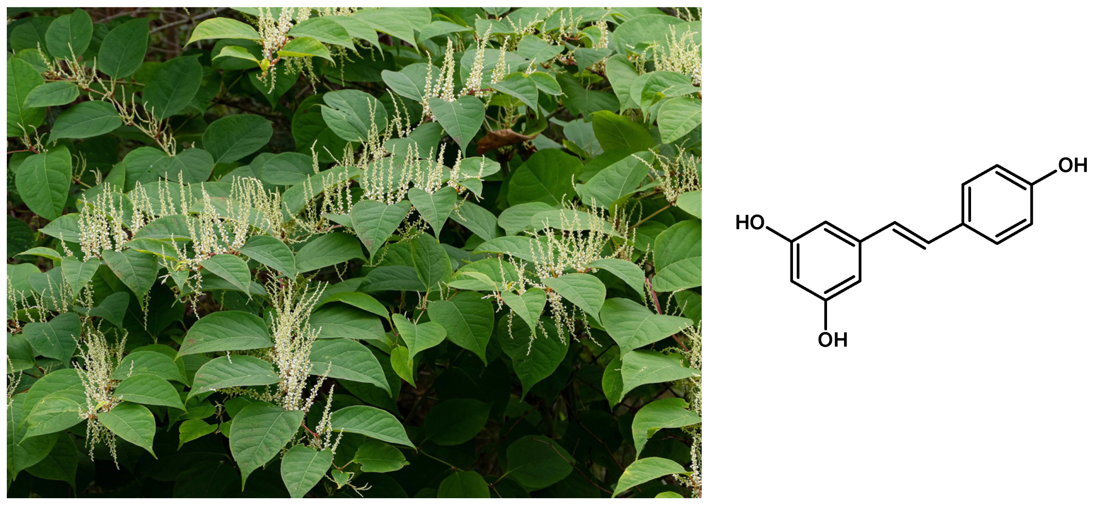 Processes 13 00009 g001