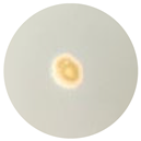 Processes 13 00374 i002