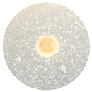 Processes 13 00374 i004