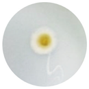 Processes 13 00374 i005