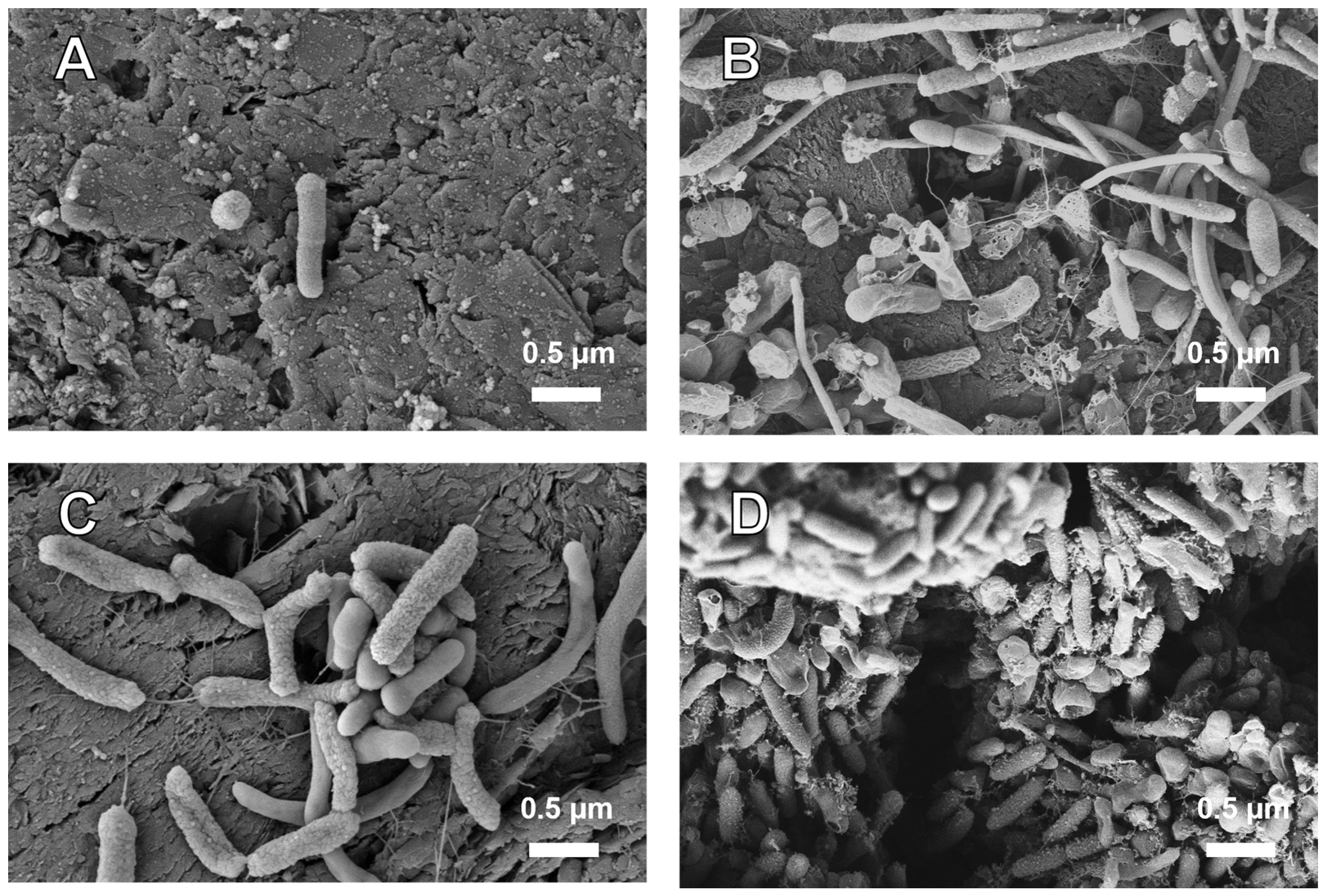 Processes 13 00509 g005 Processes 13 00509 g005